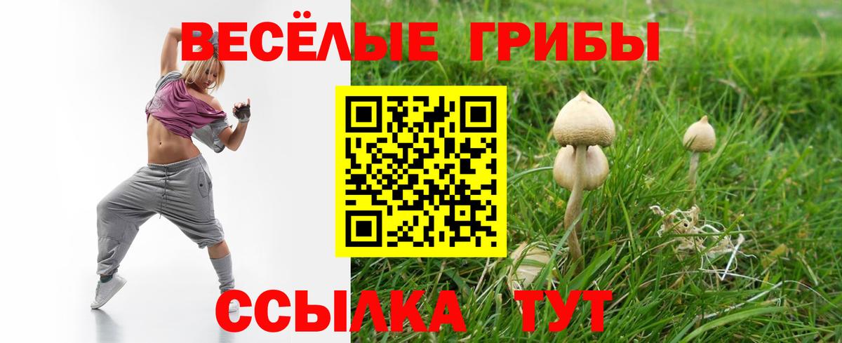 Псилоцибиновые грибы GOLDEN TEACHER  хочу   Вход с VPN  Майкоп  Псилоцибиновые грибы Psilocybine cubensis 